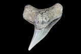 Colorful Fossil Tiger Shark (Galeocerdo) Tooth - Virginia #71136-1